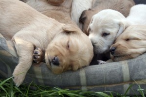 What to do with your dogs when you remodel